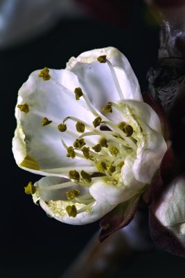 Spring Blossom Portrait.jpg