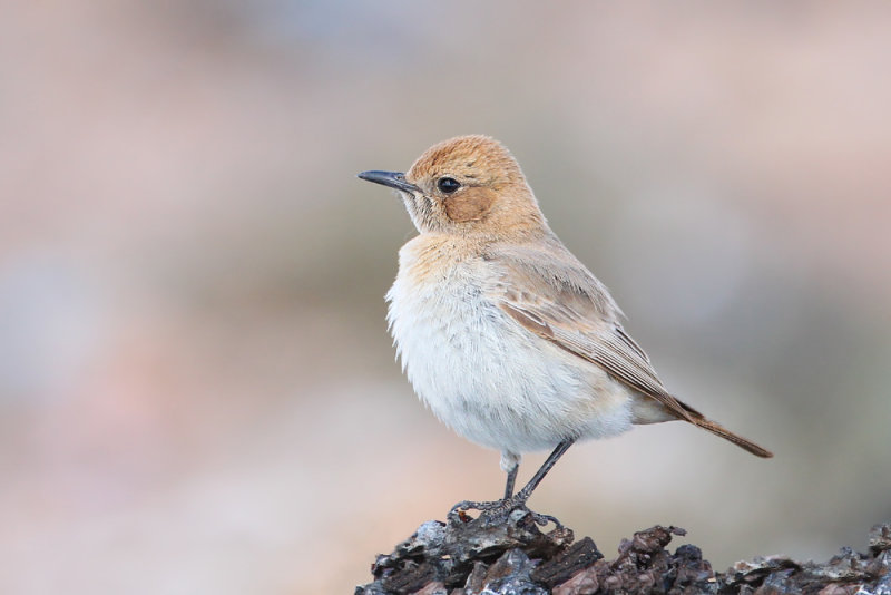 Red-rumped Wheatear (Oenanthe moesta)