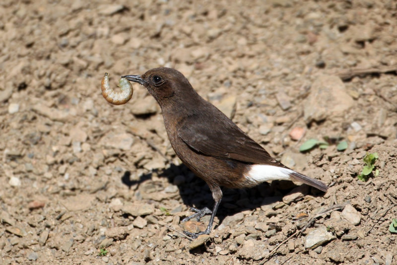 Black Wheatear (Oenanthe leucura)