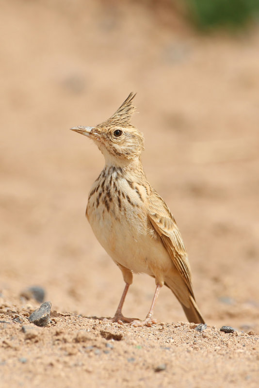 Maghreb Lark (Galerida macrorhyncha)