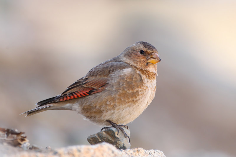 African Crimson-winged Finch (Rhodopechys alienus)