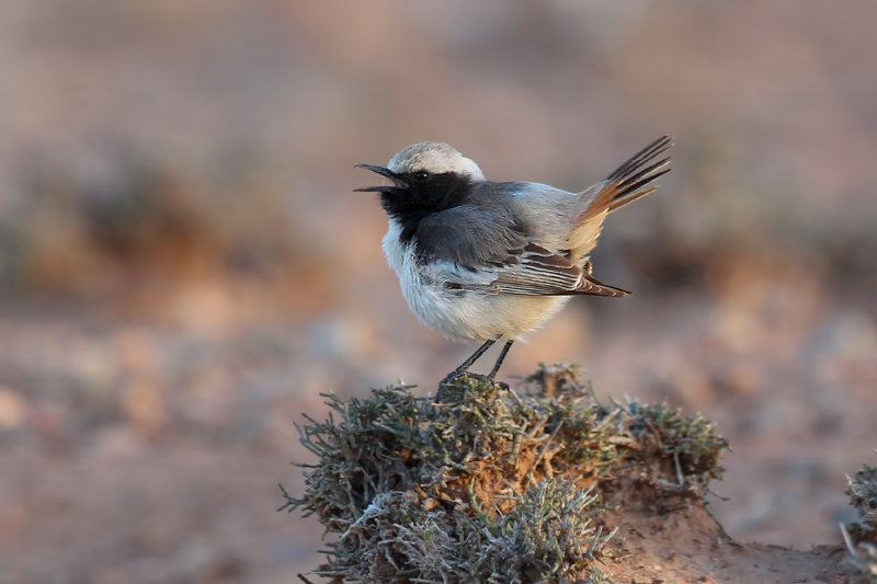 Red-rumped Wheatear (Oenanthe moesta)