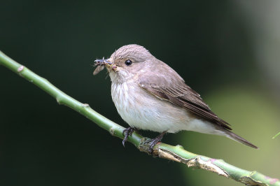 Spotted Flycatcher (Muscicapa striata)