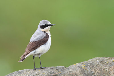 Northern Wheatear (Oenanthe oenanthe) nominate.