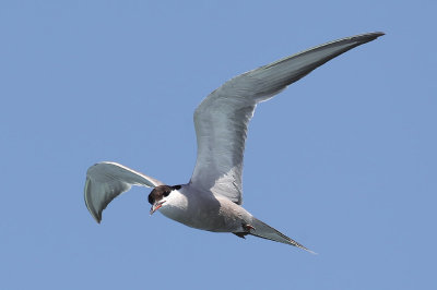 White-cheeked Tern (Sterna repressa)