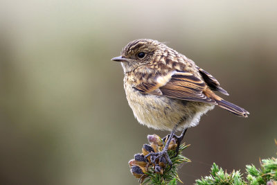 European Stonechat (Saxicola rubicola)  - juvenile