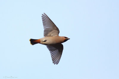 Bohemian Waxwing (Bombycilla garrulous)