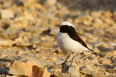 Mourning Wheatear (Oenanthe lugens)
