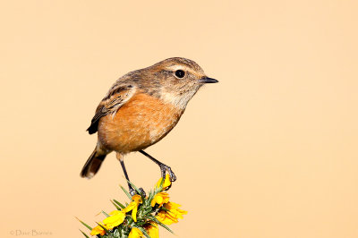 European Stonechat (Saxicola rubicola) 