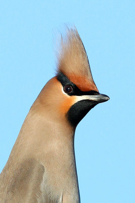 Bohemian Waxwing (Bombycilla garrulous)