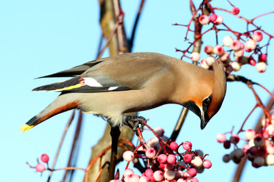 Bohemian Waxwing (Bombycilla garrulous)