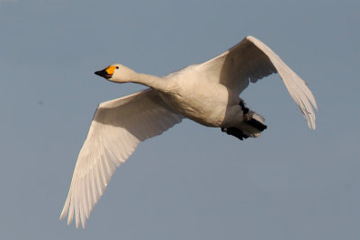 Bewick's Swan (Cygnus columbianus)