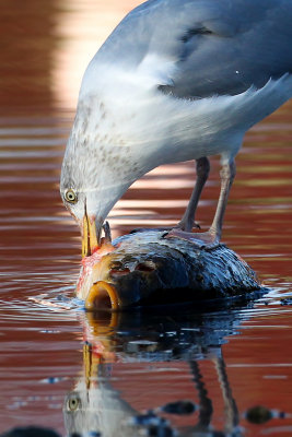 European Herring Gull (Larus argentatus)