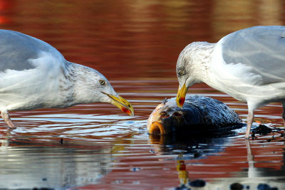 European Herring Gull (Larus argentatus)