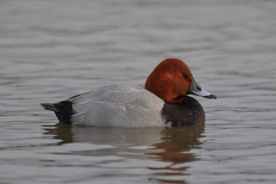 Common Pochard (Aythya ferina)