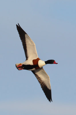 Common Shelduck (Tadorna tadorna)