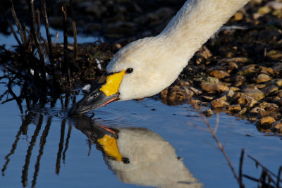 Bewick's Swan ( Cygnus columbianus)