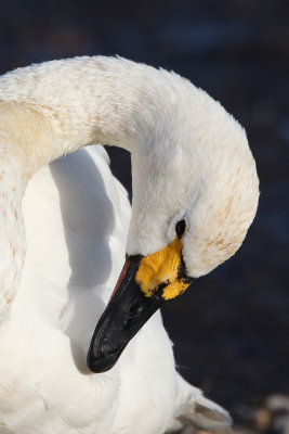 Bewick's Swan ( Cygnus columbianus)