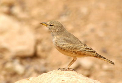 Desert Lark (Ammomanes deserti)