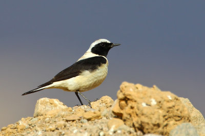 Eastern Black-eared Wheatear (Oenanthe melanaleuca)