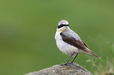 Northern Wheatear (Oenanthe oenanthe)