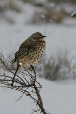 Birds from North American Trips