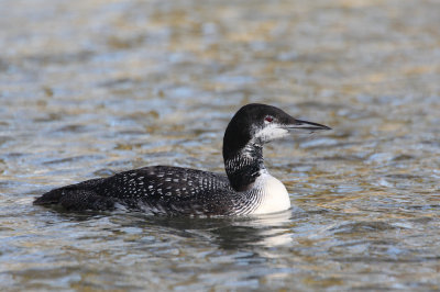 Great Northern Diver (Gavia immer)