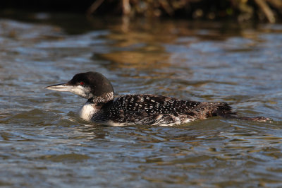 Great Northern Diver (Gavia immer)