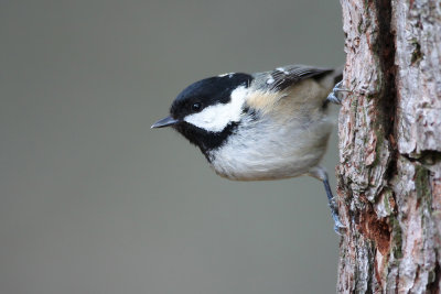 Coal Tit (Periparus ater)