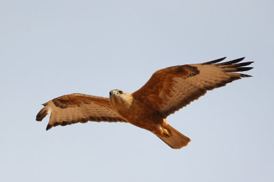 Long-legged Buzzard (Buteo rufinus)