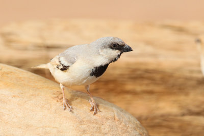 Desert Sparrow (Passer simplex)