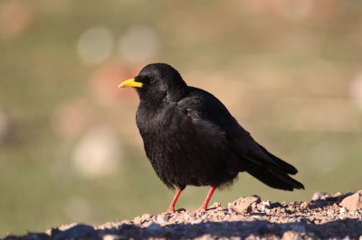 Alpine Chough (Pyrrhocorax graculus)