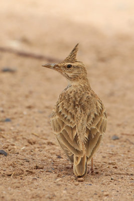 Maghreb Lark (Galerida macrorhyncha)