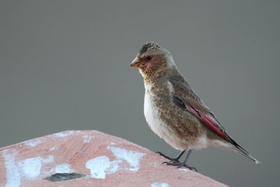 African Crimson-winged Finch (Rhodopechys alienus)