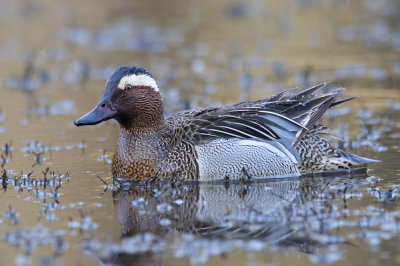 Garganey (Anas querquedula) 