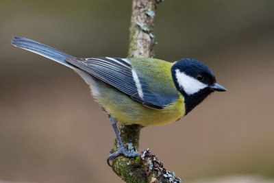 Great Tit (Parus major)