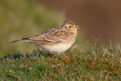 Eurasian Skylark (Alauda arvensis)