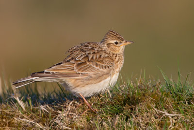 Eurasian Skylark (Alauda arvensis)