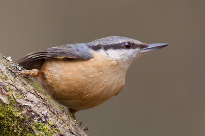 Eurasian Nuthatch (Sitta europaea)