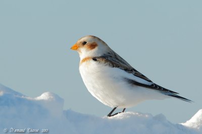 Plectrophane des neiges - Snow Bunting - Plectrophenax nivalis