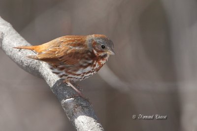 Bruant fauve - Fox Sparrow - Passerella iliaca