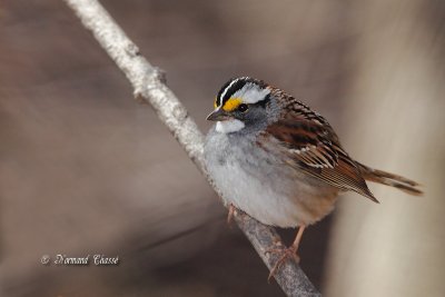 Bruant  gorge blanche - White-throated Sparrow - Zonotrichia albicollis 