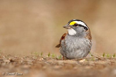 Bruant  gorge blanche - White-throated Sparrow - Zonotrichia albicollis 