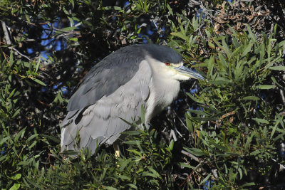 Night Herons