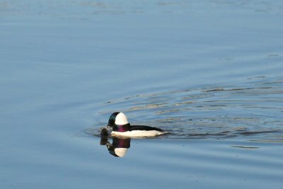DSC_1303.jpg