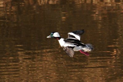 DSC_5248.jpg