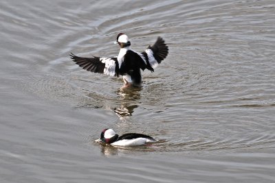 DSC_8420.jpg