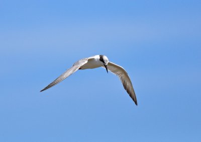 DSC_2974.jpg