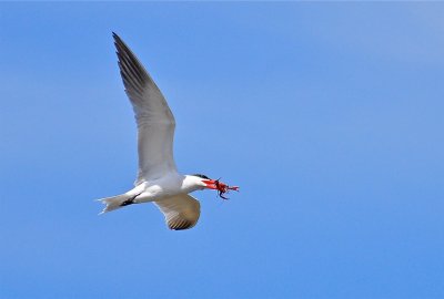 DSC_3085.jpg