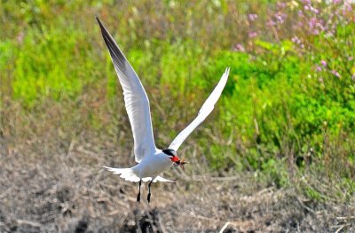 DSC_3463.jpg